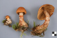 Cortinarius armillatus image